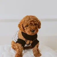 پامر /پودل/شی هواوا/گلدن/چاوچاو|سگ|اصفهان, احمدآباد|دیوار