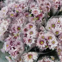 عمده داوودی و خرده بار|گل و گیاه طبیعی|شیراز, رکن‌آباد|دیوار