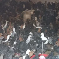 جوجه مرغ بومی اصل حراج واقعی ۶۰روزه