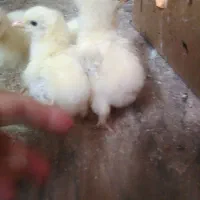 جوجه برهما لایت بلولایت و بوف|حیوانات مزرعه|بابل, |دیوار