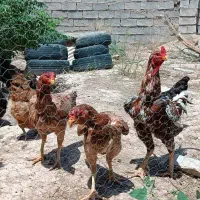 خروس و مرغ لاری