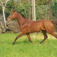 فروش نریان ترکمن یموت