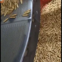 میلورم زنده و خشک و لارو مگس سرباز خشک|لوازم جانبی حیوانات|اهواز, زندوکیلی|دیوار