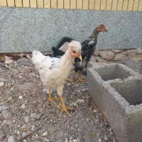 جوجه مرغ و خروس|حیوانات مزرعه|سیرجان, |دیوار