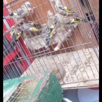 دوعددسهره یکی نرویگی بچه سهره باهم جفتی۱۲۰۰۰۰۰۰|پرنده|تبریز, |دیوار