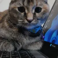 گربه اسکاتیش فولد|گربه|رشت, نظری|دیوار