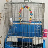 طوطی راهب سخنگو|پرنده|ملارد, |دیوار