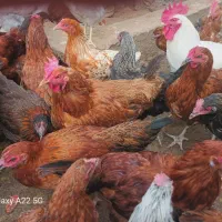 فروش خروس مرغ و بوقلمون