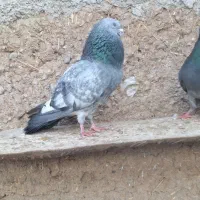 کبوتر