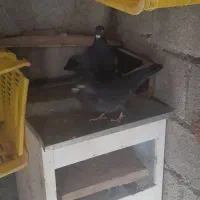 کبوتر|پرنده|ایوان, |دیوار