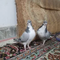 دمگیر