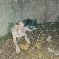 سگ سرابی 7ماه