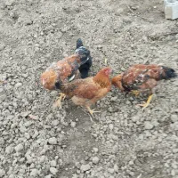 مرغ محلی|حیوانات مزرعه|نکا, |دیوار