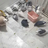 کبوتر پرشی خوب|پرنده|جوادآباد, |دیوار