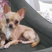 شیواوا جیبی شی واوا چیواوا چی و شیهواهوا شی هواهوا