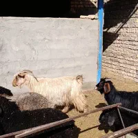 6راس بز و چپش بز|حیوانات مزرعه|جعفرآباد, |دیوار