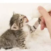 گربه