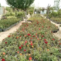 روز هفت رنگ