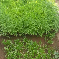 نشای گوجه گیلاسی