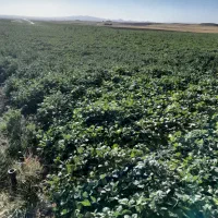 کارگر آبیاری بارانی