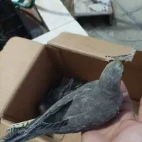 عروس هلندی|پرنده|شیراز, کفترک|دیوار