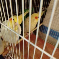 عروس هلندی|پرنده|بیرجند, |دیوار