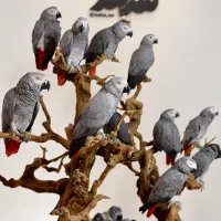 جوجه کاسکو بالغ در ((مجموعه بزرگ هدهد ))