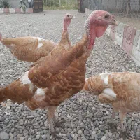 بوقلمون بوربورن|حیوانات مزرعه|آستانه اشرفیه, |دیوار