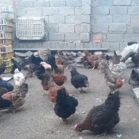 مرغ  روستای  خوب و درجه یک تخم گزار|حیوانات مزرعه|زیویه, |دیوار