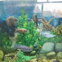 ماهی اسکار|ماهی|لنجان, |دیوار