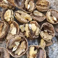گردو استان همدان شهرستان تویسرکان|خوردنی و آشامیدنی|تهران, آهنگ|دیوار