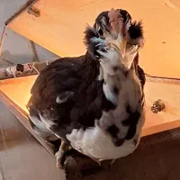 مرغ و خروس گلین|حیوانات مزرعه|قلعه نو, |دیوار