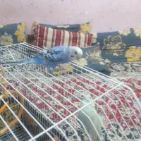 اهواز مهدیس چاراه بنگداران|پرنده|اهواز, کوی مهدیس|دیوار
