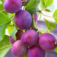 معتبرترین پیش فروش نهال الوپایه کوتاه|خدمات باغبانی و درختکاری|تربت‌حیدریه, قاسم آباد|دیوار
