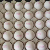 پخش تخم مرغ