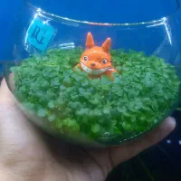 ماهی مخصوص شب عید، چمن،فایتر،تنگ پلنت