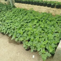 توزیع نهال میوه لیبل دار