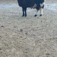 بره قوچ همو از گوسفند و میش اصلاح شده