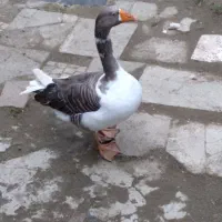 غاز نر بزرگ