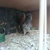 دو جفت کفتر تزیینی رواعب|پرنده|قم, شهرک مهدیه (مدرس)|دیوار