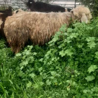 میش گله داری|حیوانات مزرعه|مسجد سلیمان, |دیوار