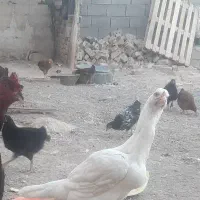 مرغ وخروس  خانگی