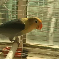 کوتوله ماده اوپال وجوجه مرغ عشق