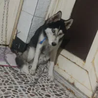 فروش سگ|سگ|بهبهان, |دیوار