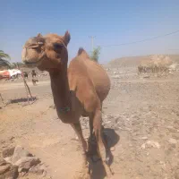 شتر|حیوانات مزرعه|ایرانشهر, |دیوار