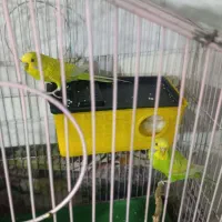 مرغ عشق مولد|پرنده|دورود, |دیوار