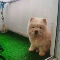 توله ۳ ماهه چاو چاو اصل شناسنامه دار واکسن زده