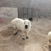 قوچ وطنی چاق