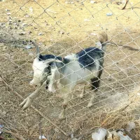 بز با کهر