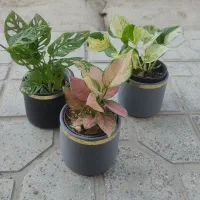 استند و کودهای خارجی|گل مصنوعی|جهرم, |دیوار